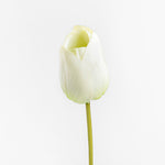 White tulip on a white background