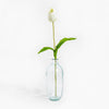 Clear glass vase with a single white tulip on a white background
