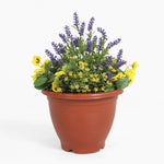 Potted plant with purple and yellow flowers on a white background