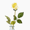 Yellow rose in a clear glass vase on a white background