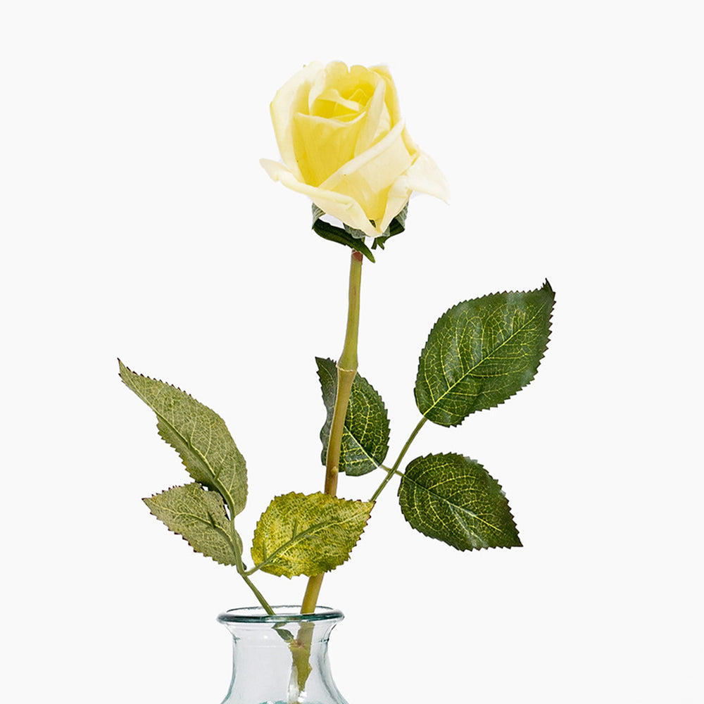 Yellow rose in a clear glass vase on a white background