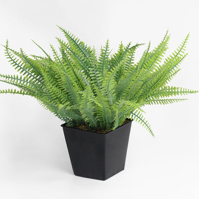 Potted fern plant on a white background