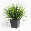 Potted green plant on a white background