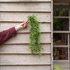 Person holding a fern foliage bush against wooden paneling 