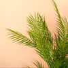 Chamaedorea palm