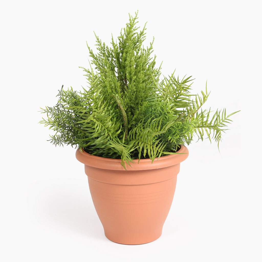 Potted plant with green leaves in a plastic pot on a white background