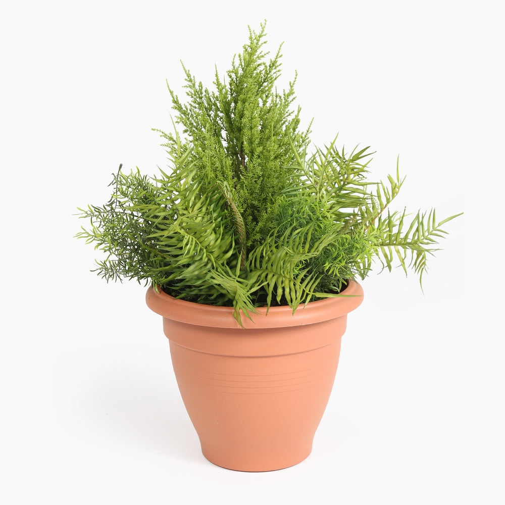 Potted plant with green leaves in a plastic pot on a white background