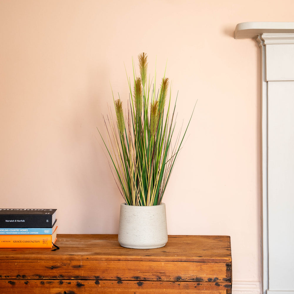Potted plant on a wooden chest with a fireplace in the background