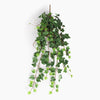 Trailing ivy