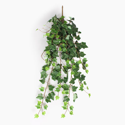 Trailing ivy