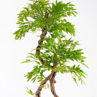 Japanese fruticosa