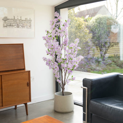 Flowering jasmine tree