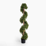 Boxwood spiral with stem