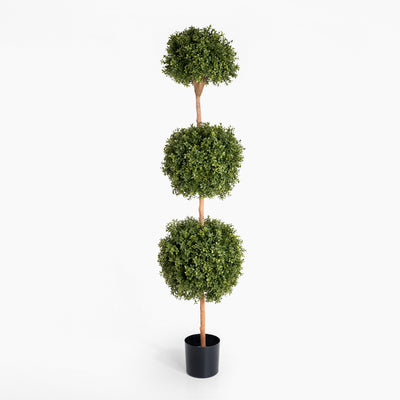 Boxwood triple ball tree