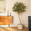Ligurian olive tree