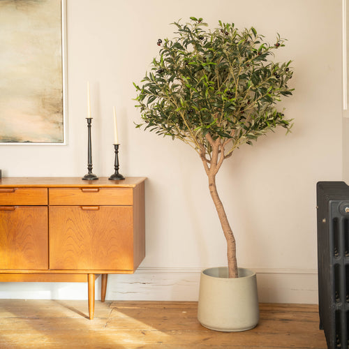 Ligurian olive tree