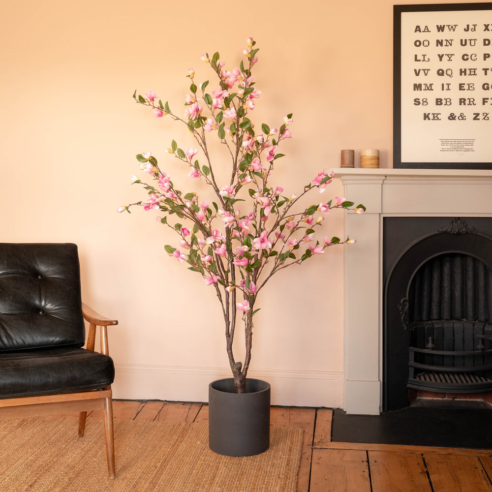 Magnolia tree