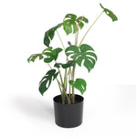 Monstera