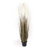 Tall dark leaft grass with feathery seed heads on a white background.