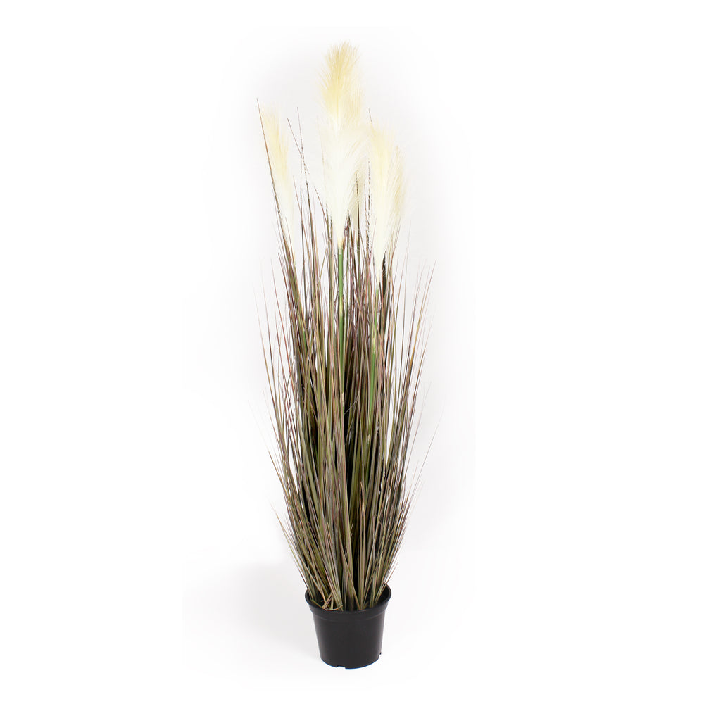 Tall dark leaft grass with feathery seed heads on a white background.