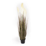Tall dark leaft grass with feathery seed heads on a white background.