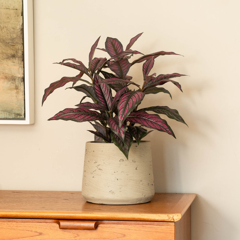 Persian shield