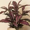 Persian shield