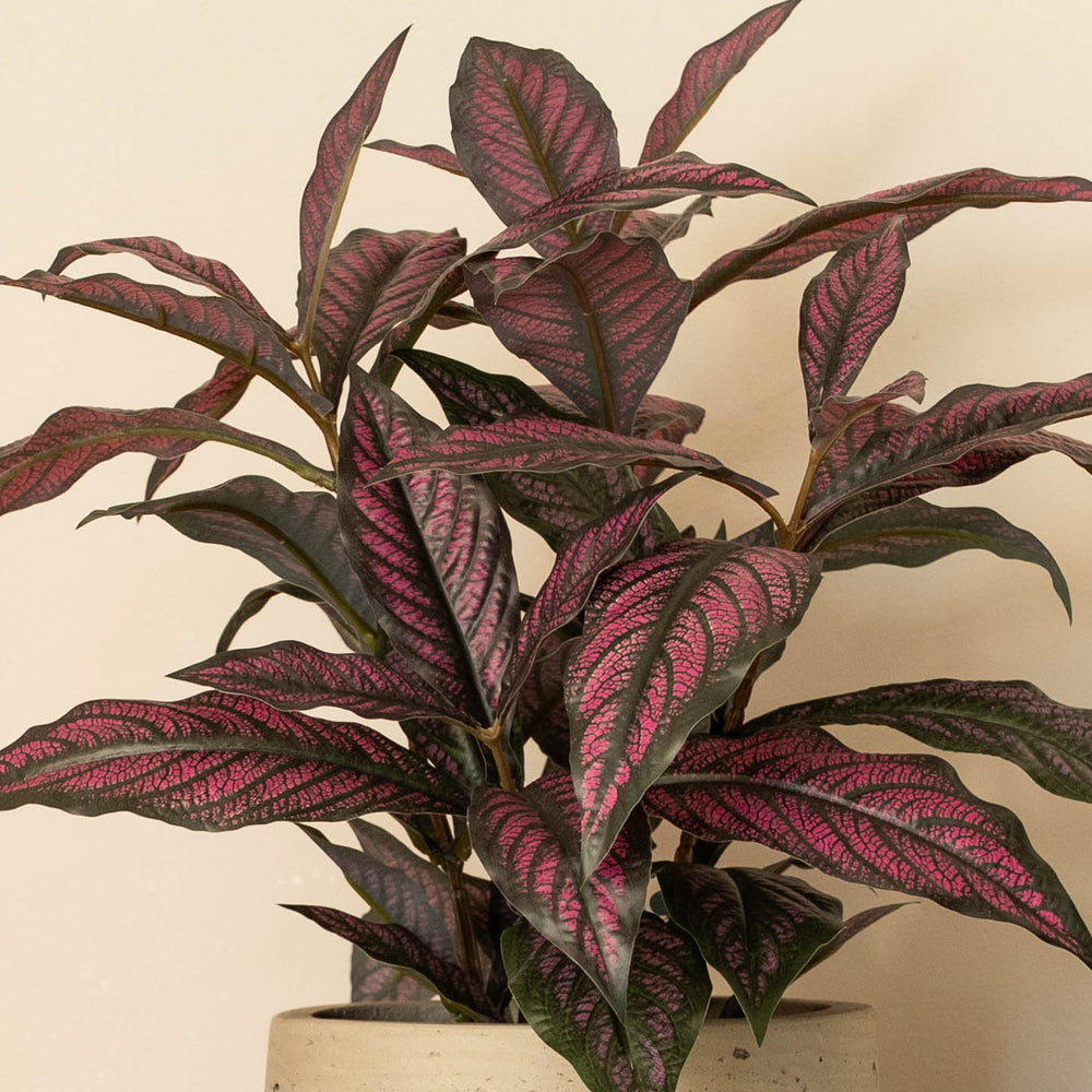 Persian shield