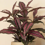 Persian shield