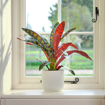 Bookshelf with books and a plant by a window