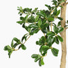Close-up of a green leaves on a white background.