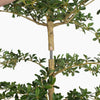 Two sections of an olive tree being put together with a red arrow  to show direction of movement.