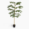 Artificial shady lady olive tree with green leaves in a simple black pot on a white background.