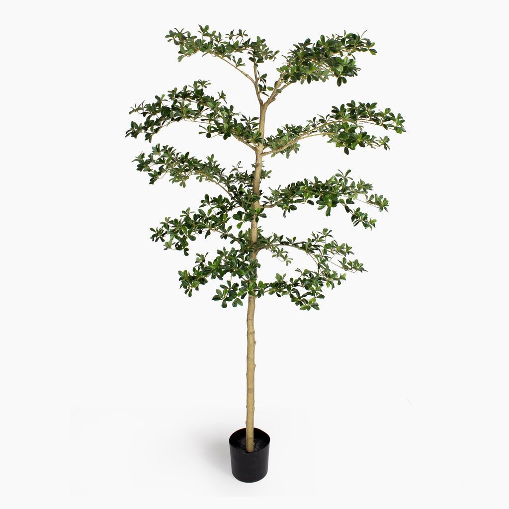 Artificial shady lady olive tree with green leaves in a simple black pot on a white background.