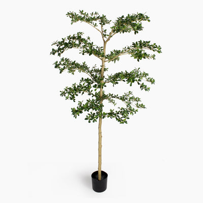 Artificial shady lady olive tree with green leaves in a simple black pot on a white background.
