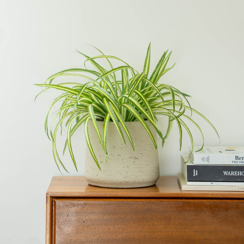 faux spider plant in pot Artificial Spider Plant