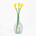 Clear glass vase with yellow calla lilies on a white background