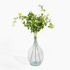 Clear glass vase with green leaves on a white background