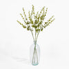 Clear glass vase with green leafy branches on a white background