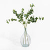 Clear glass vase with eucalyptus branches on a white background