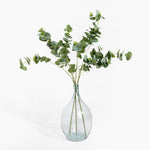 Clear glass vase with eucalyptus branches on a white background