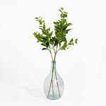 Laurel foliage spray