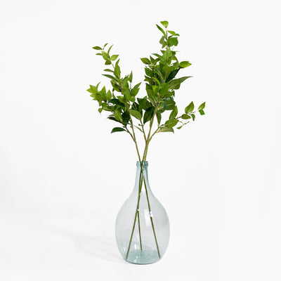 Laurel foliage spray