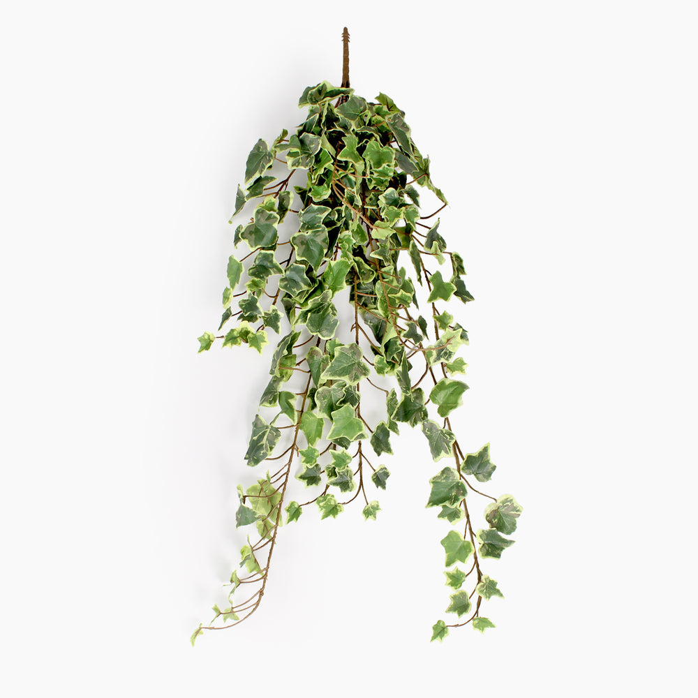 Trailing ivy