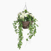 Hanging basket with green ivy and white flowers on a white background