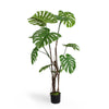 Wild monstera