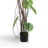 Wild monstera