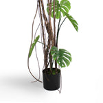 Wild monstera