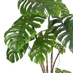 Wild monstera