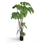 Wild monstera
